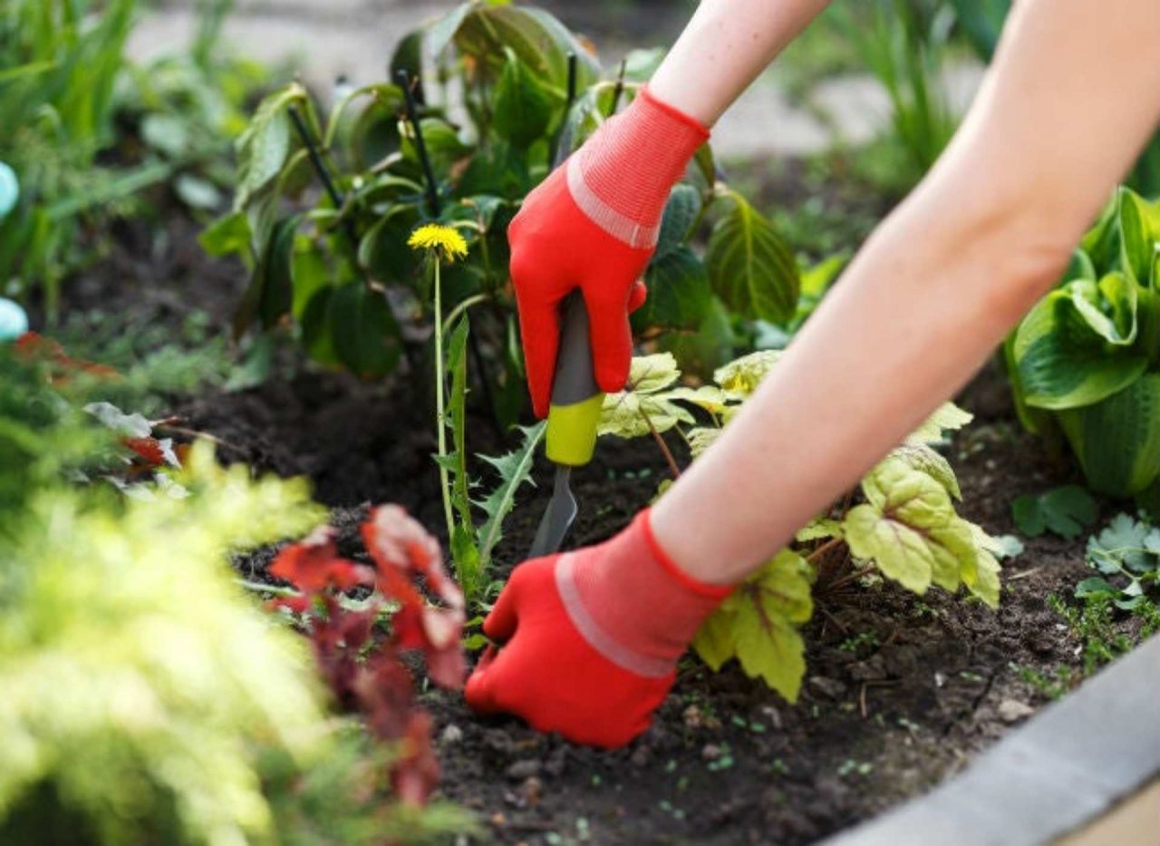 Professional Weeding and Planting Services